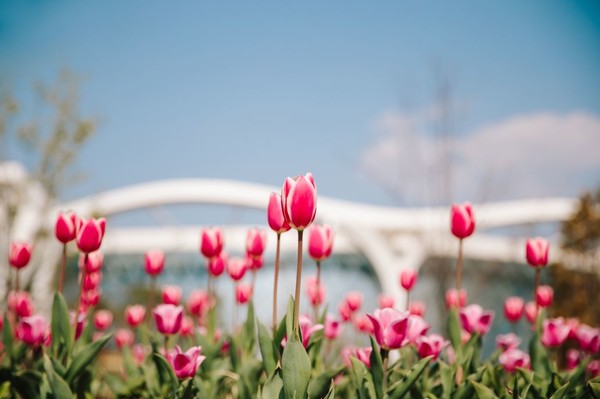 주제정원에 활짝 핀 튤립. (사진=서울시 제공)