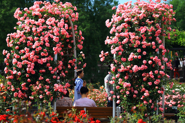 곡성 세계장미축제. (사진=곡성군 제공)