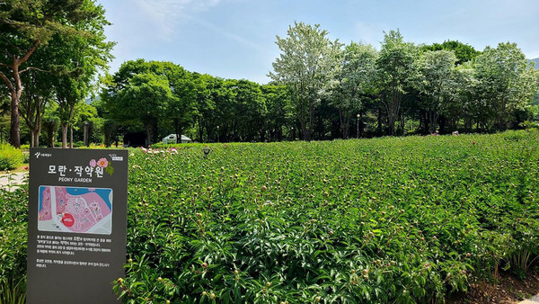  서울대공원 모란 작약원. (사진=서울시 제공)