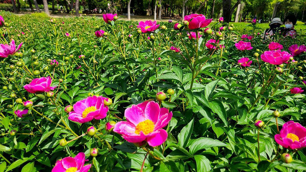 서울대공원 모란 작약원. (사진=서울시 제공)