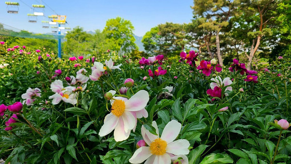 서울대공원 모란 작약원. (사진=서울시 제공)
