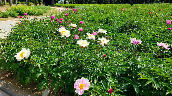 서울대공원 모란 작약원. (사진=서울시 제공)