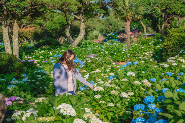 제주허브동산이 6월 초부터 8월 말까지를 수국 축제 기간으로 잡고, 축제를 위해 준비를 마쳤다. (사진=제주허브동산 제공)
