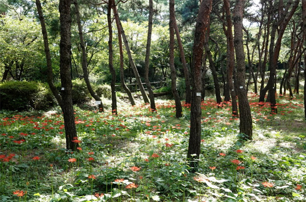 남산 장충유아숲체험원 앞 꽃무릇 군락지. (사진=서울시 제공)