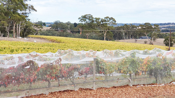 애들레이드 주변에는 유명 와이너리가 많다.