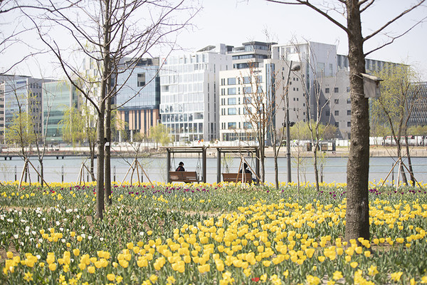 서울식물원 튤립 수선화 꽃길. (사진=서울시 제공)