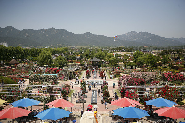 곡성장미축제 전경. (사진=코레일관광개발 제공)
