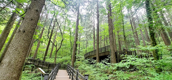 덕유산휴양림 독일가문비숲 데크로드. (사진=산림청 제공)