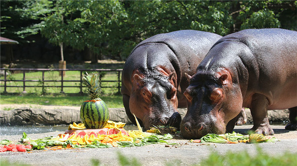 (사진=서울대공원 제공)