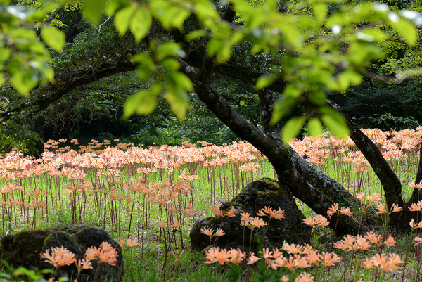 한라생태숲 벚나무숲 주변 상사화 풍경. (사진=제주도 제공)